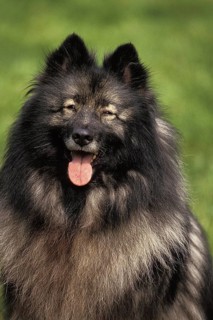 Wolfsspitz