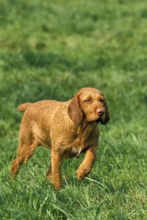 Hungarian pointing dog or Vizsla