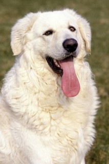 Kuvasz dog