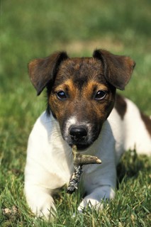 Fox terrier