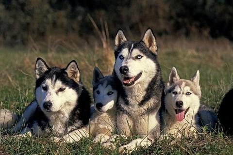 Siberian Husky