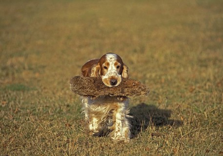 English Cocker Spaniel
