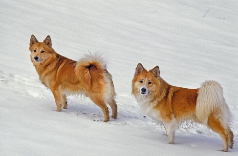 Icelandic dog or Icelandic shepherd dog