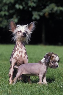 Chinese crested dog