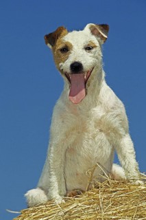 Jack Russell Terrier