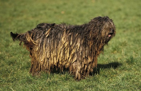Bergamo shepherd dog or Bergamo shepherd dog