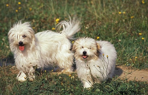 Coton de Tulear