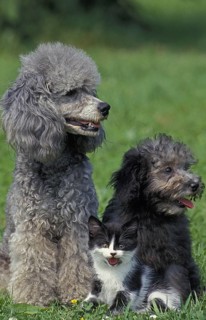 Apricot miniature poodle