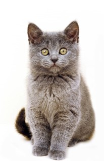Chartreux domestic cat