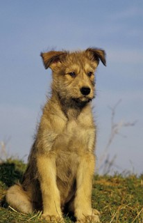 Picardy shepherd dog