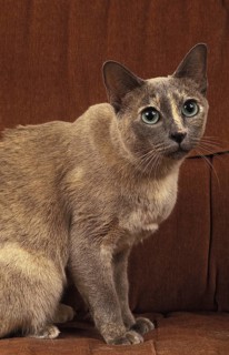 Tonkinese house cat sitting