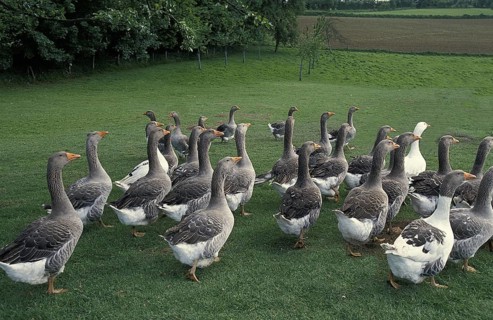 Toulouse domestic goose