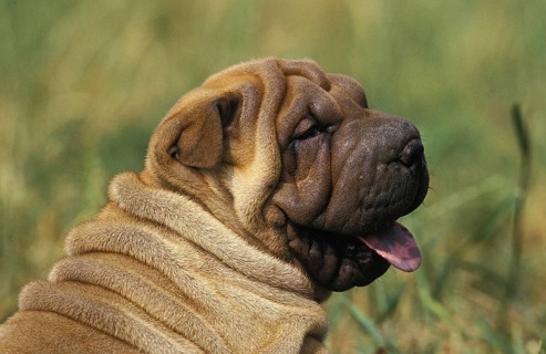 Shar-Pei dog