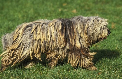Bergamo shepherd dog or Bergamo shepherd dog