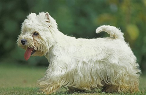 West Highland White Terrier