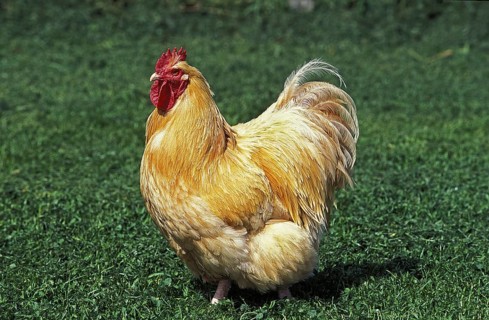 Orpington Cock