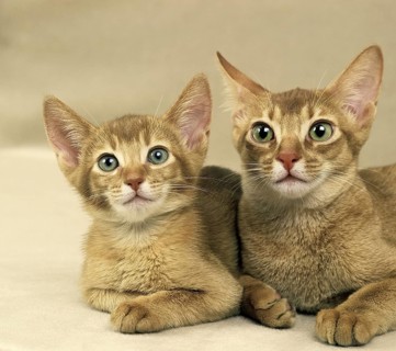 Red Abyssinian domestic cat
