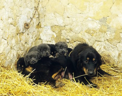 Tibetan Mastiff dog