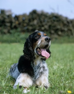 English Setter dog