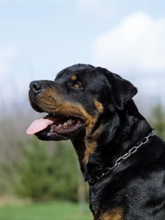 Rottweiler dog
