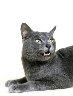 Korat house cat against white background