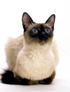 Balinese domestic cat