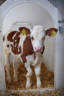 Cattle (Bos taurus) calf in a box
