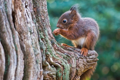 Young squirrel (Sciurus vulgaris)