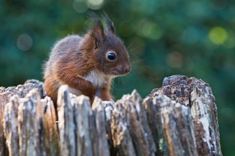 Young squirrel (Sciurus vulgaris)