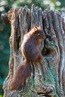 Young squirrel (Sciurus vulgaris)