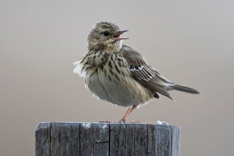 Tree pipit (Anthus trivialis)
