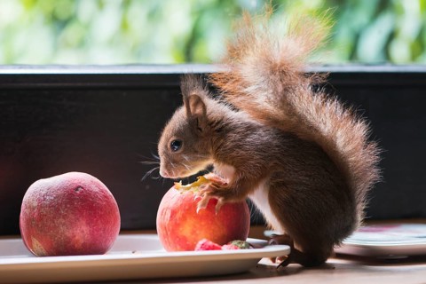 Young hand-raised squirrel (Sciurus vulgaris)