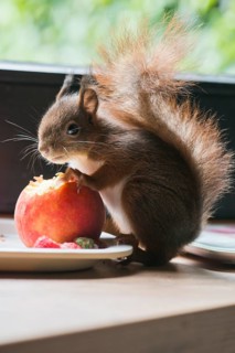 Young hand-raised squirrel (Sciurus vulgaris)