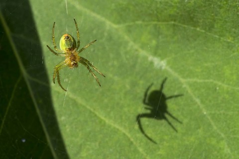 Cucumber green spider (Araniella cucurbitina) on lilac leaf