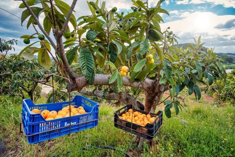 Harvest boxes hanging in a tree of Japanese woolly loquat (Eriobotrya japonica)