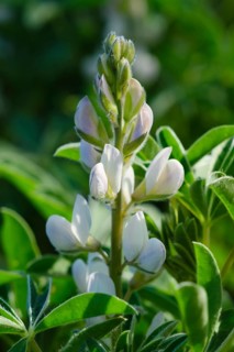 Sweet lupine (Lupinus)
