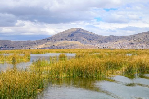 Reed growth in the lake