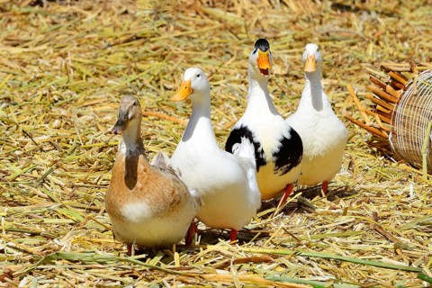 Four ducks on a floating island of the Uro