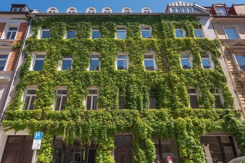 Facade overgrown with three-pointed Boston ivy (Parthenocissus tricuspidata)