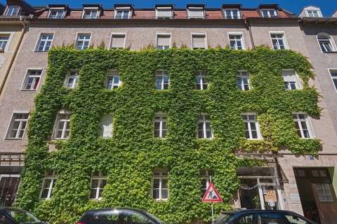 Facade overgrown with three-pointed Boston ivy (Parthenocissus tricuspidata)