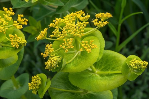 Flowers of the stem-encircling yellowthorn (Smyrnium perfoliatum)