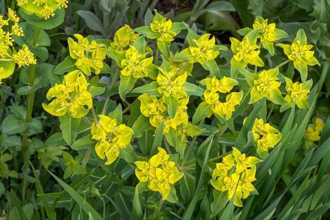 Cushion spurge (Euphorbia epithymoides)