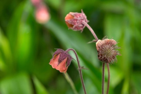 Flowers of a Bachnelkenwurz (Geum rivale)