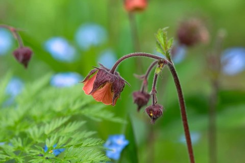Flowers of a Bachnelkenwurz (Geum rivale)