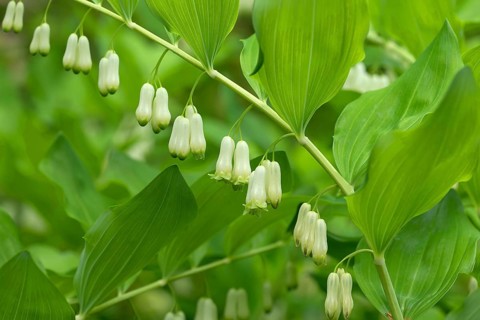 Solomon's seal (Polygonatum multiflorum)