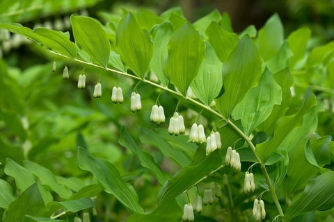 Solomon's seal (Polygonatum multiflorum)