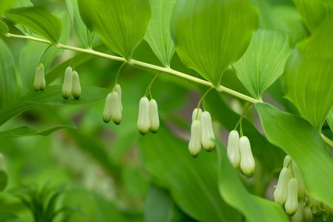 Solomon's seal (Polygonatum multiflorum)