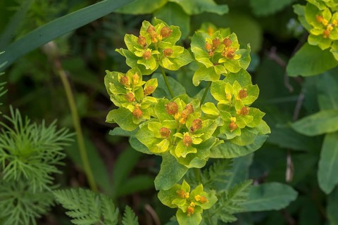 Many-coloured spurge (Euphorbia epithymoides)