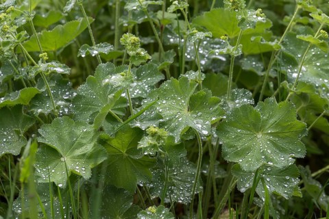 Water drops on the leaves of lady's mantle (Alchemilla)