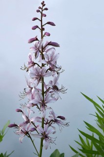 Dittany (Dictamnus albus) on a grey gradient